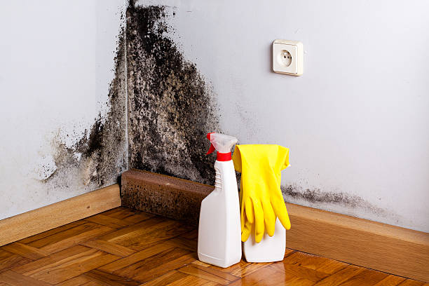 Best Certified Mold Removal  in Farmington, MN