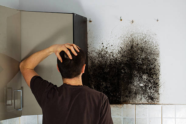 Best Attic Mold Removal  in Farmington, MN