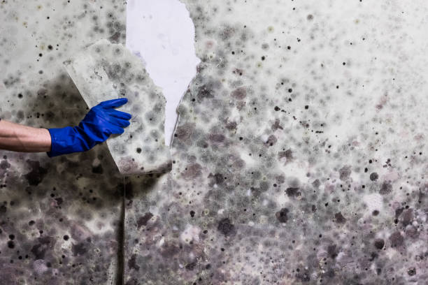 Best Toxic Mold Removal  in Farmington, MN