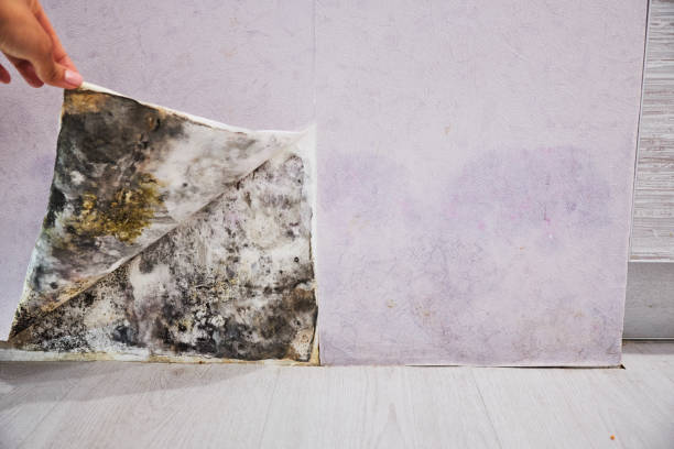 Best Commercial Mold Removal  in Farmington, MN